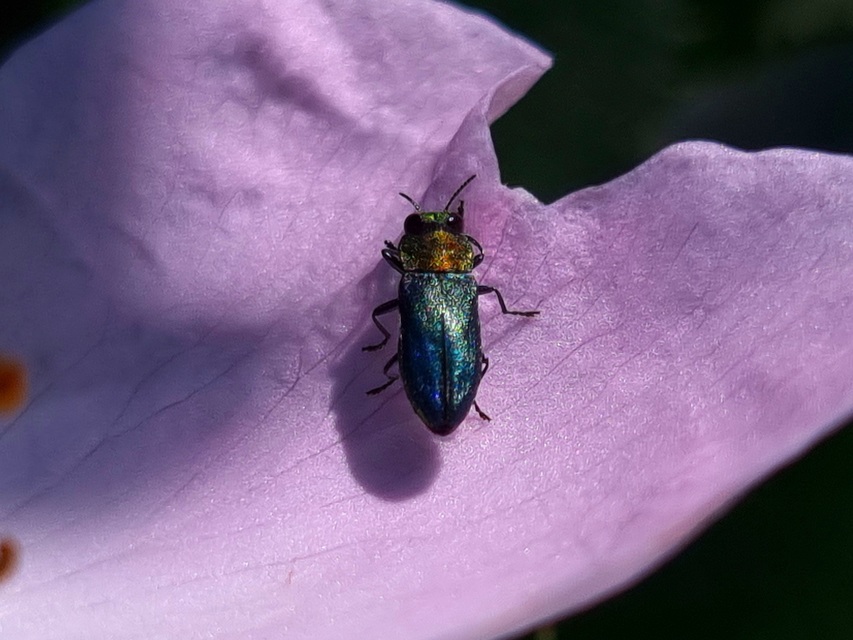 Anthaxia signaticollis - keleti virágdíszbogár