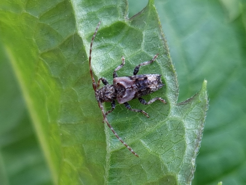 Pogonocherus hispidus - kéttövises ecsetcincér