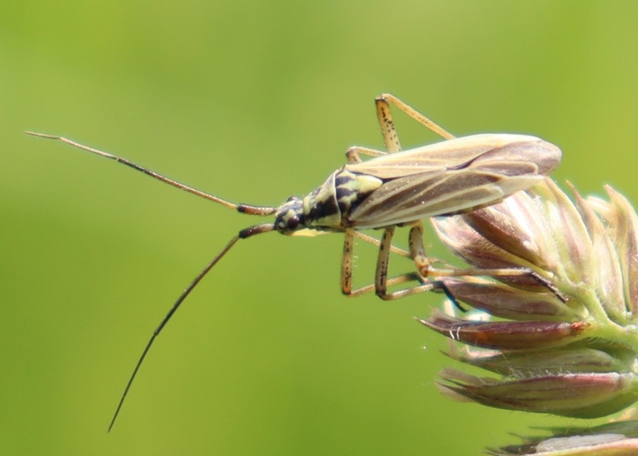 Leptopterna dolabrata - közönséges mezeipoloska