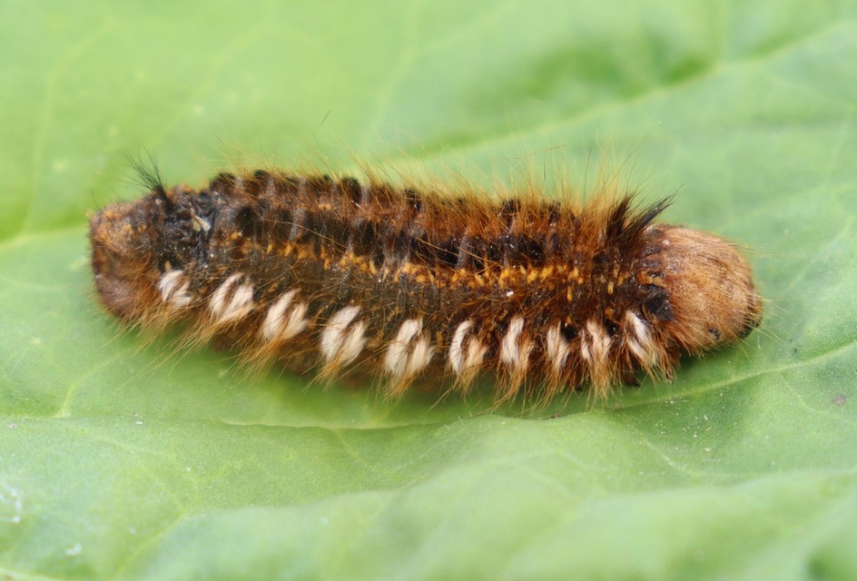 Euthrix potatoria - szomjas pohók