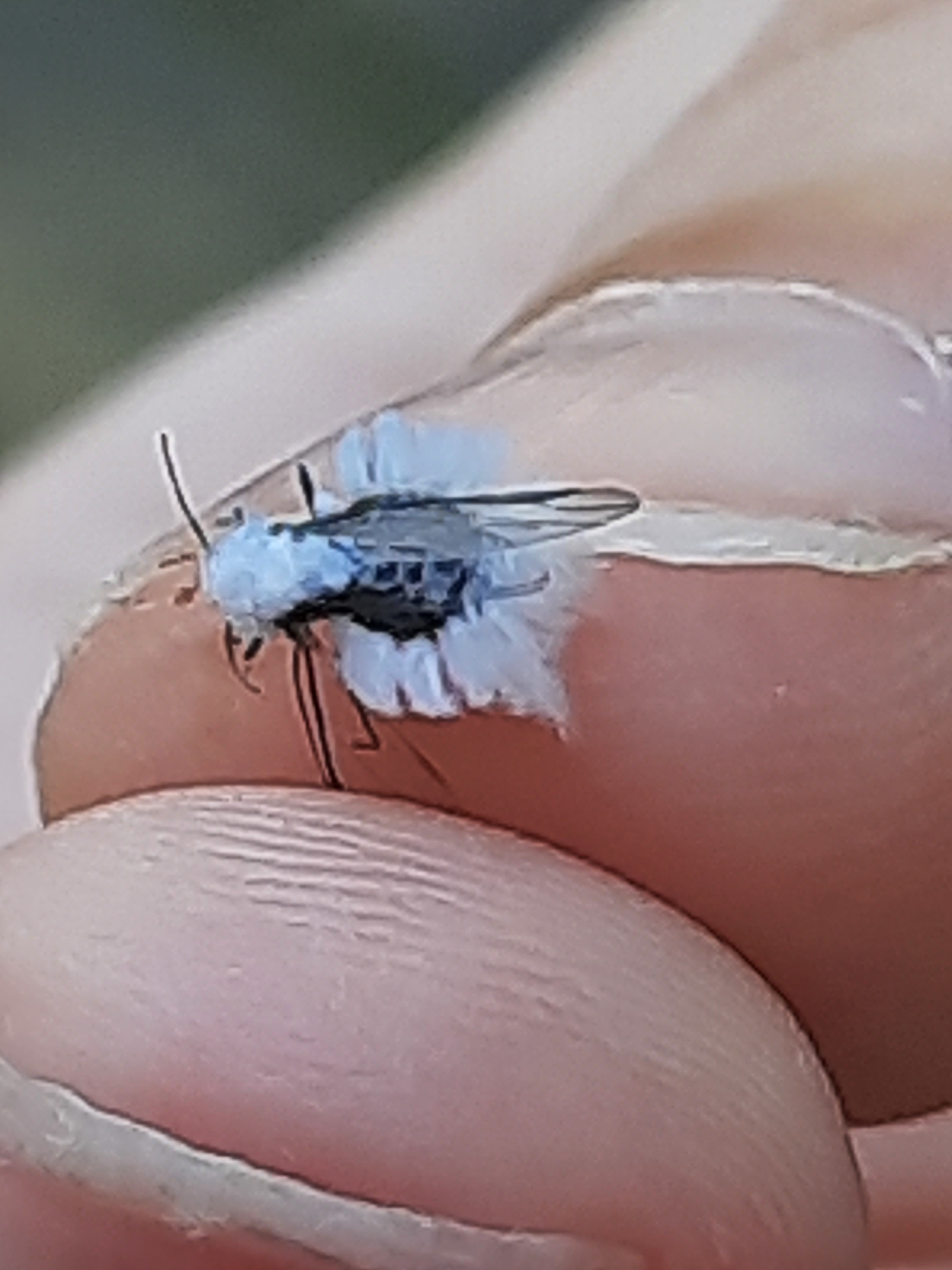Eriosoma lanigerum
