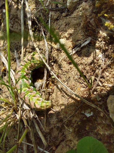 Cucullia chamomillae - székfű-csuklyásbagoly