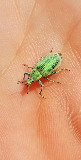 Chlorophanus excisus - kerektorú zöldormányos
