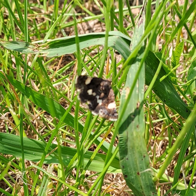 Tyta luctuosa - fekete nappalibagoly