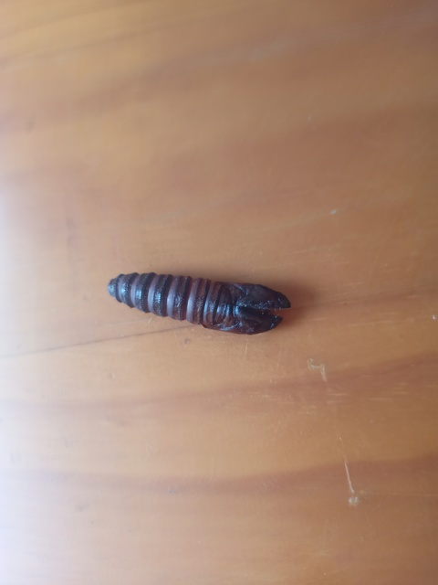 Cossus cossus - fűzfarontólepke