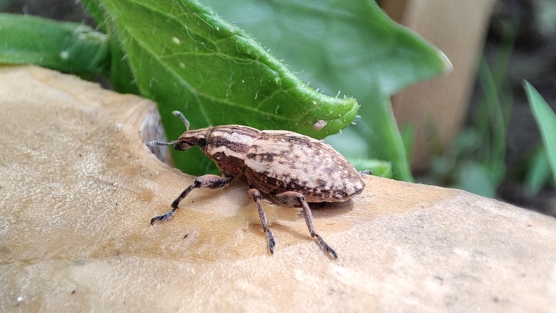 Pseudocleonus cinereus - hamvas barkó