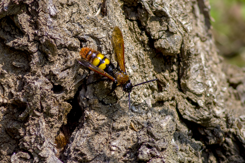 Megascolia maculata - óriás-tőrösdarázs