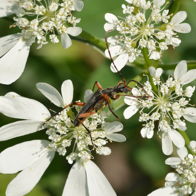 Stenocorus meridianus - fűz-gyökércincér
