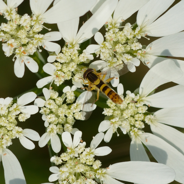 Sphaerophoria