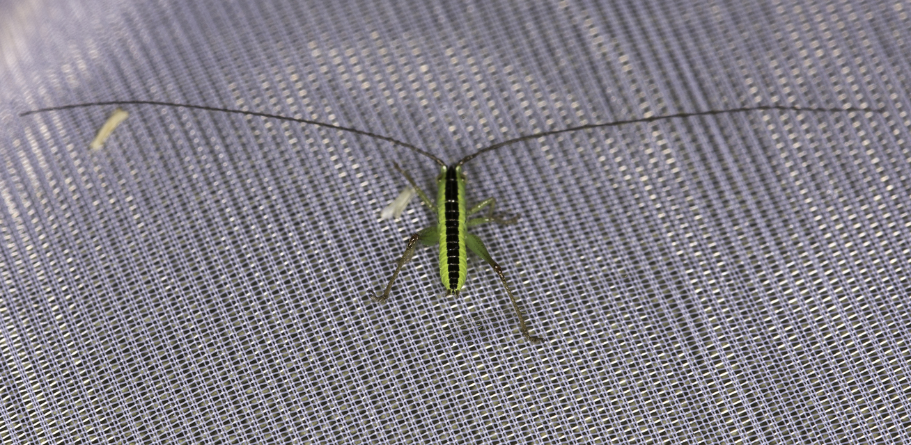 Conocephalus