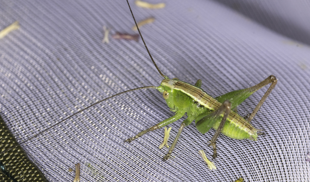 Bicolorana bicolor - halványzöld rétiszöcske