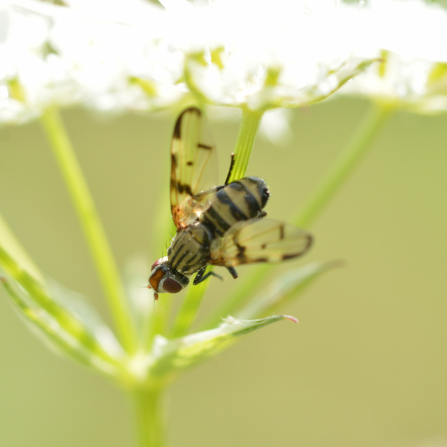 Otites formosa
