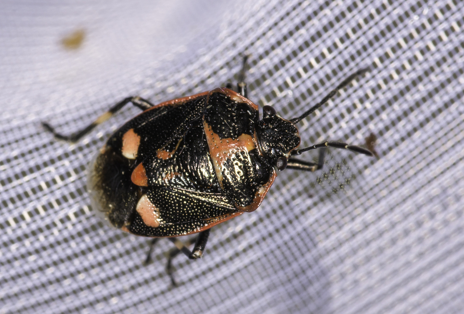 Eurydema oleracea - paréjpoloska Eurydema oleracea - paréjpoloska