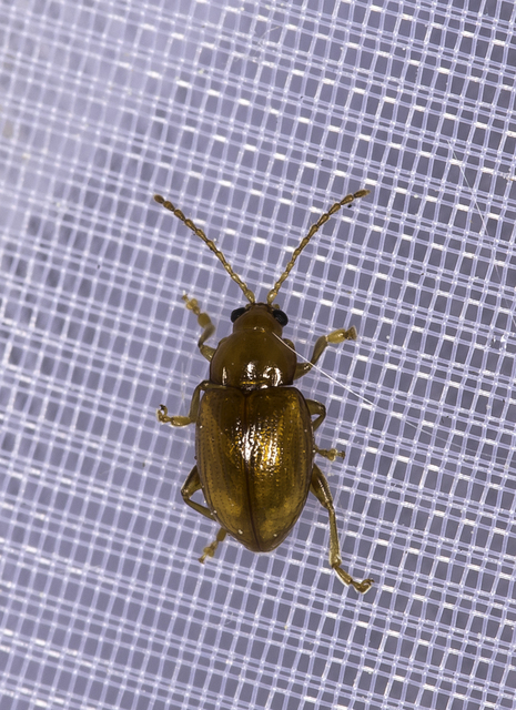 Neocrepidodera