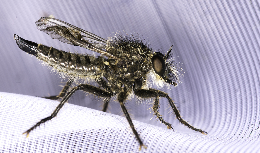 Dysmachus trigonus