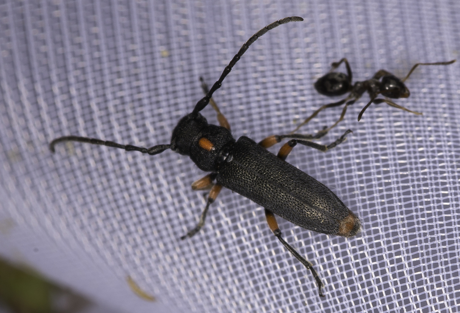 Phytoecia pustulata - parányi fűcincér