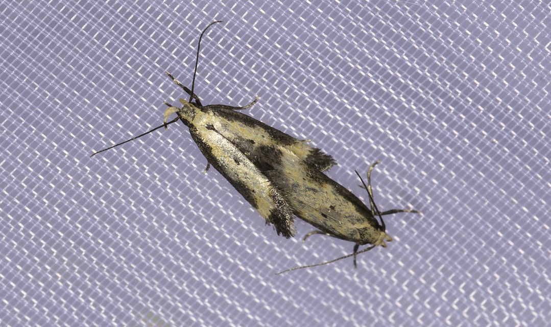 Brachmia dimidiella - citromkocsord-lápimoly
