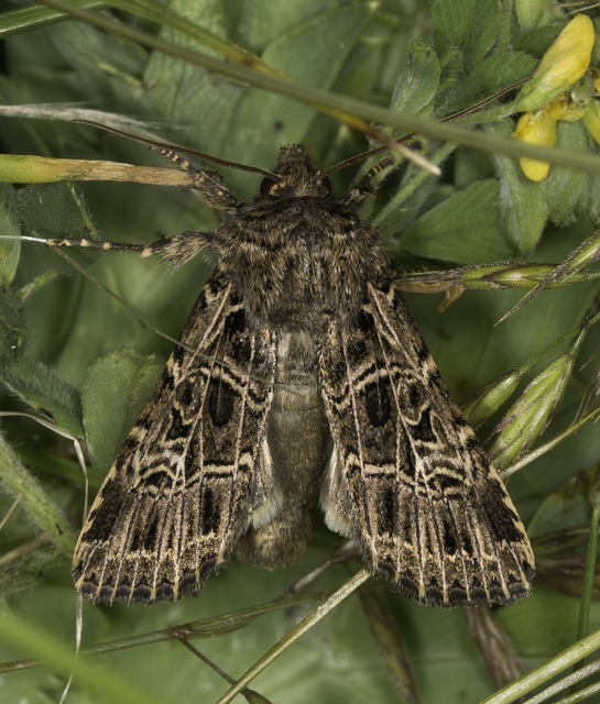 Heliophobus reticulata - fehéreres kertibagoly