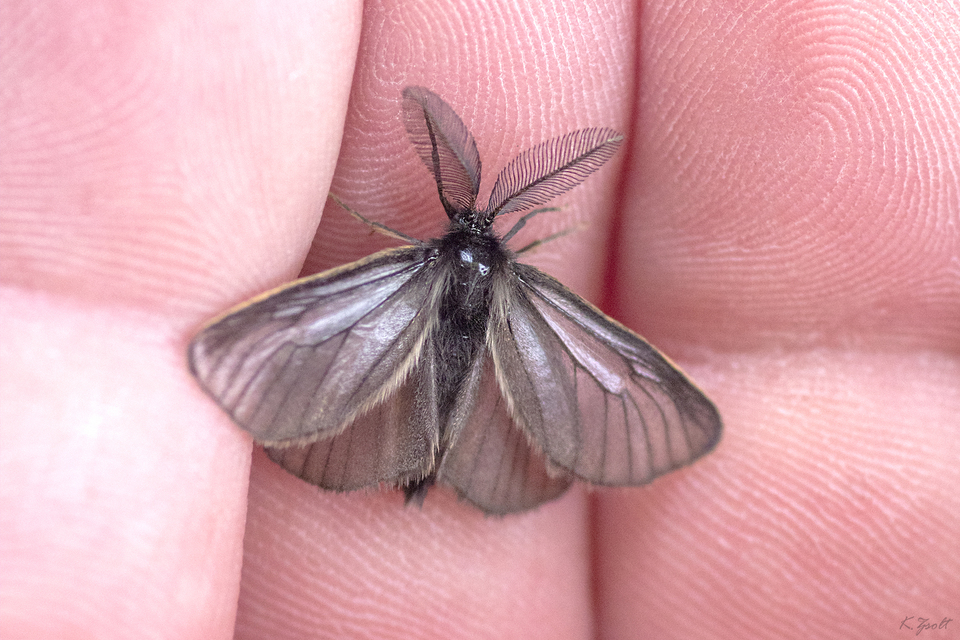 Pentophera morio - réti gyapjaslepke