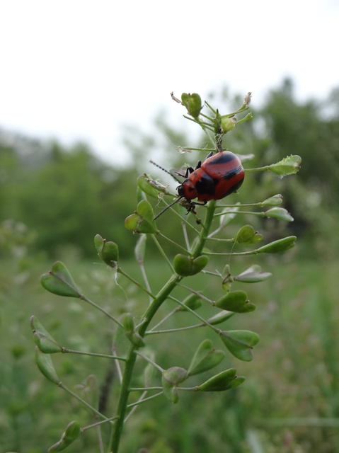 Entomoscelis adonidis - repce-honvédbogár