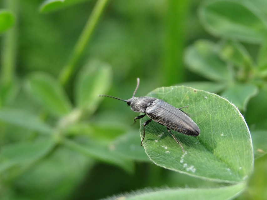 Cidnopus pilosus - szőrös pattanó