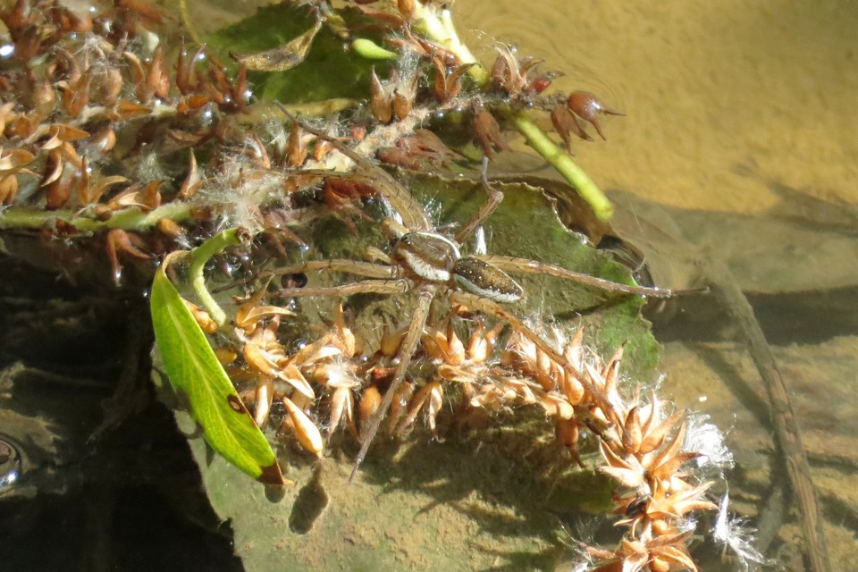 Dolomedes fimbriatus - szegélyes vidrapók