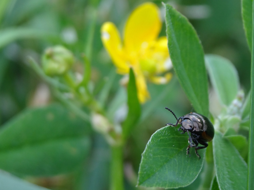 Chrysolina marginata - nyúlánk szegélyeslevelész