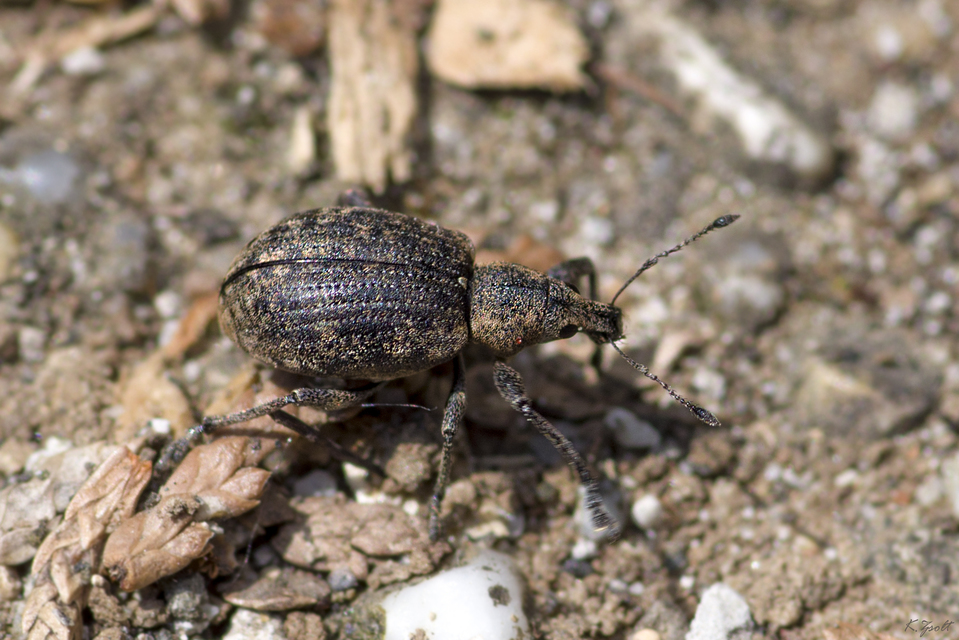 Liophloeus tessulatus - kockás barabolyormányos