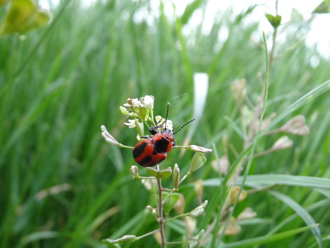 Entomoscelis adonidis - repce-honvédbogár
