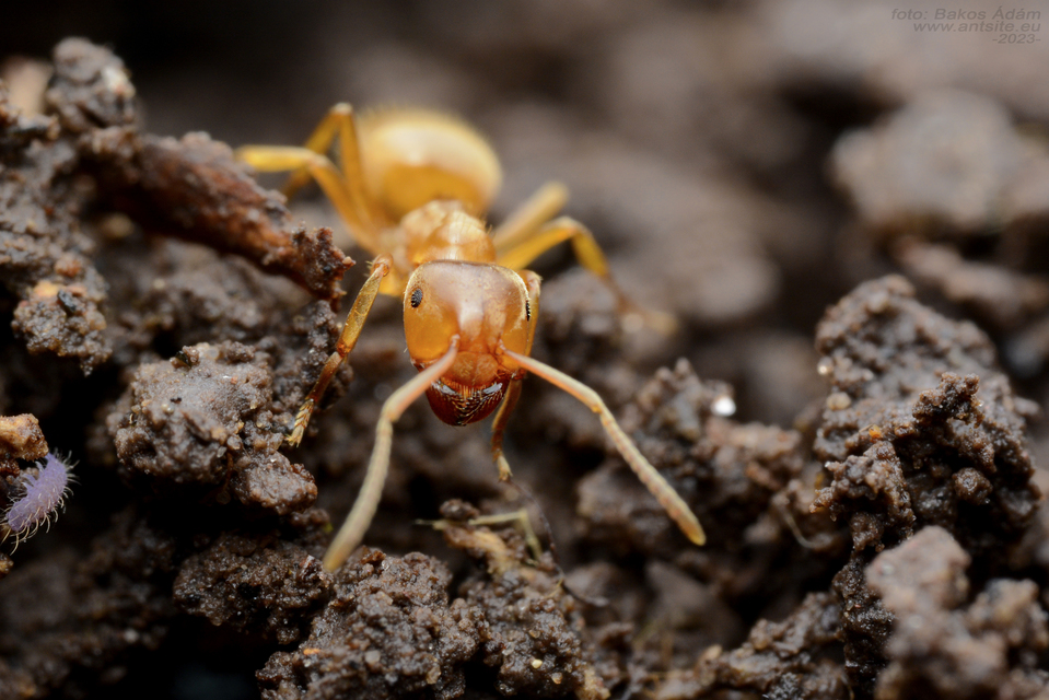 Lasius citrinus - citromszagú borostyánhangya
