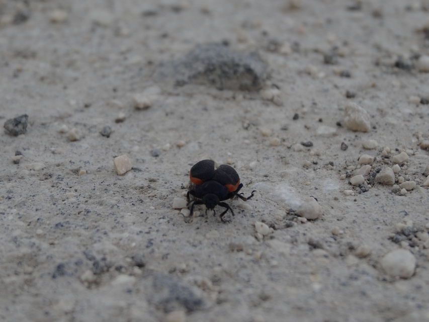 Chrysolina kuesteri - ráncos szegélyeslevelész