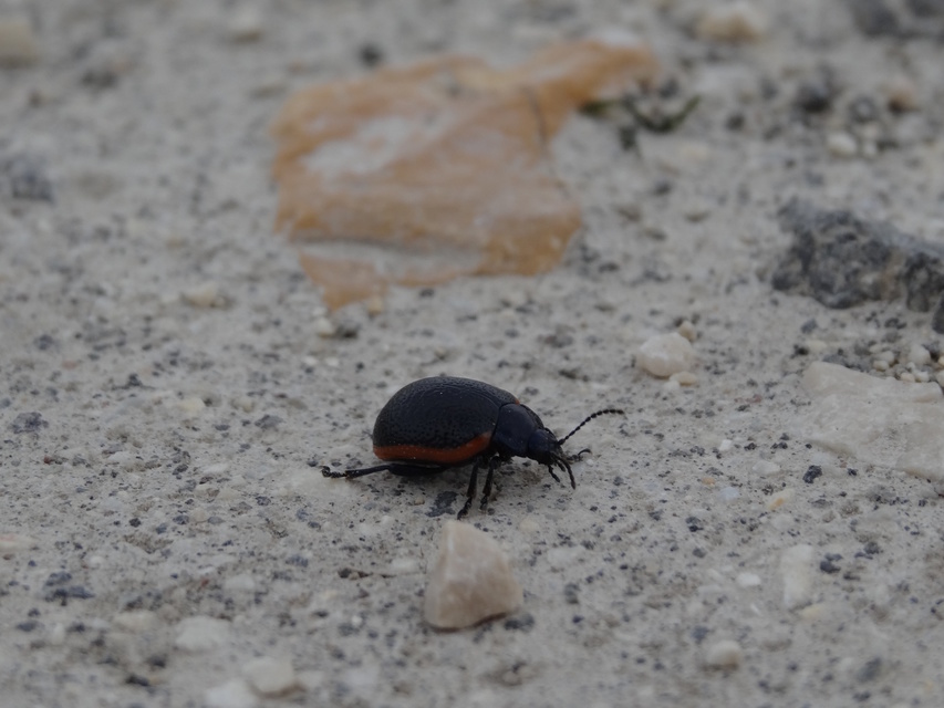 Chrysolina kuesteri - ráncos szegélyeslevelész