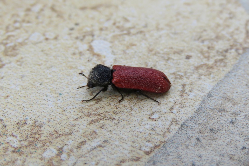 Bostrichus capucinus - piros csuklyásszú