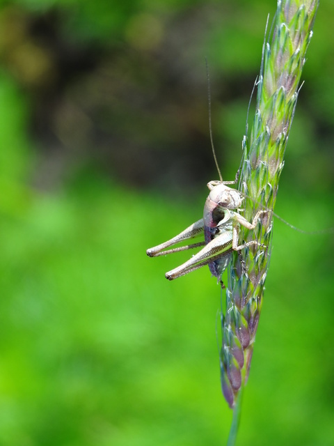Pholidoptera fallax - galléros avarszöcske