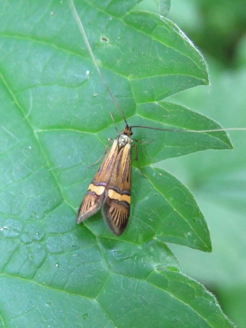 Nemophora degeerella - pompás tőrösmoly