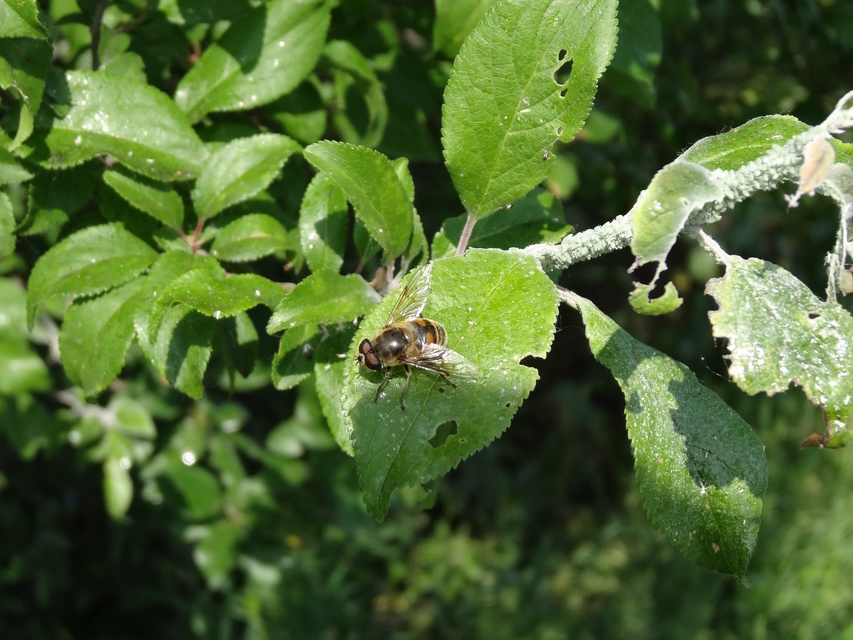 Eristalis tenax - közönséges herelégy
