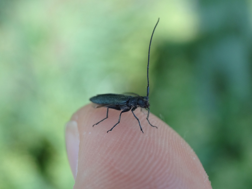 Theophilea subcylindricollis - hengeres szalmacincér Theophilea subcylindricollis - hengeres szalmacincér