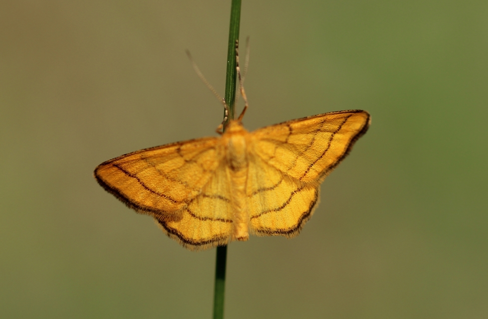 Idaea aureolaria - aranyos sávosaraszoló