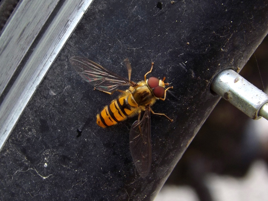 Episyrphus balteatus - ékfoltos zengőlégy Episyrphus balteatus - ékfoltos zengőlégy
