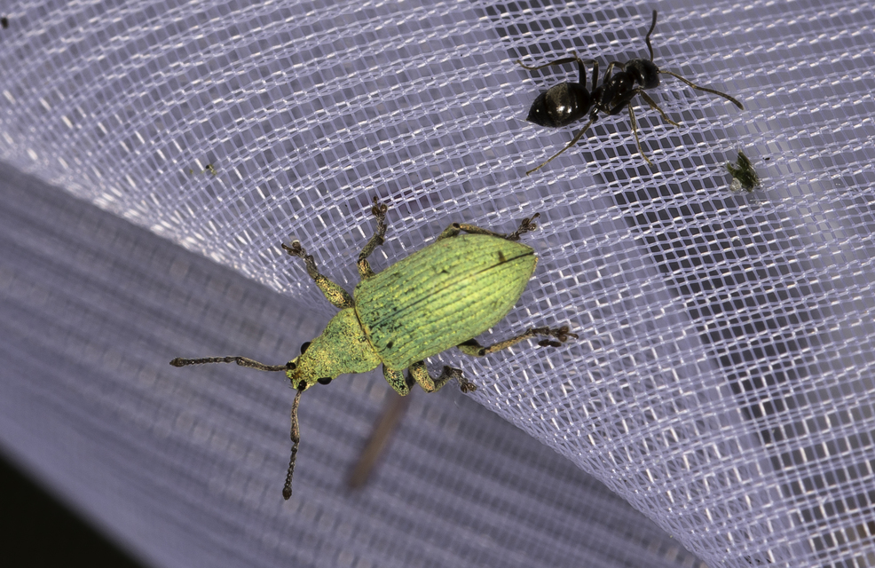 Phyllobius virideaeris - halványzöld levélormányos