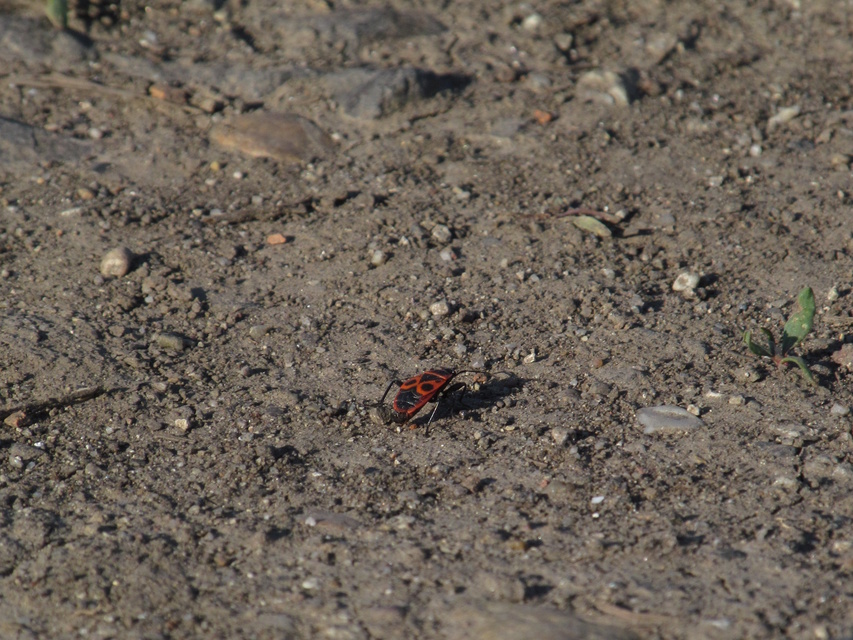Pyrrhocoris apterus - verőköltő poloska