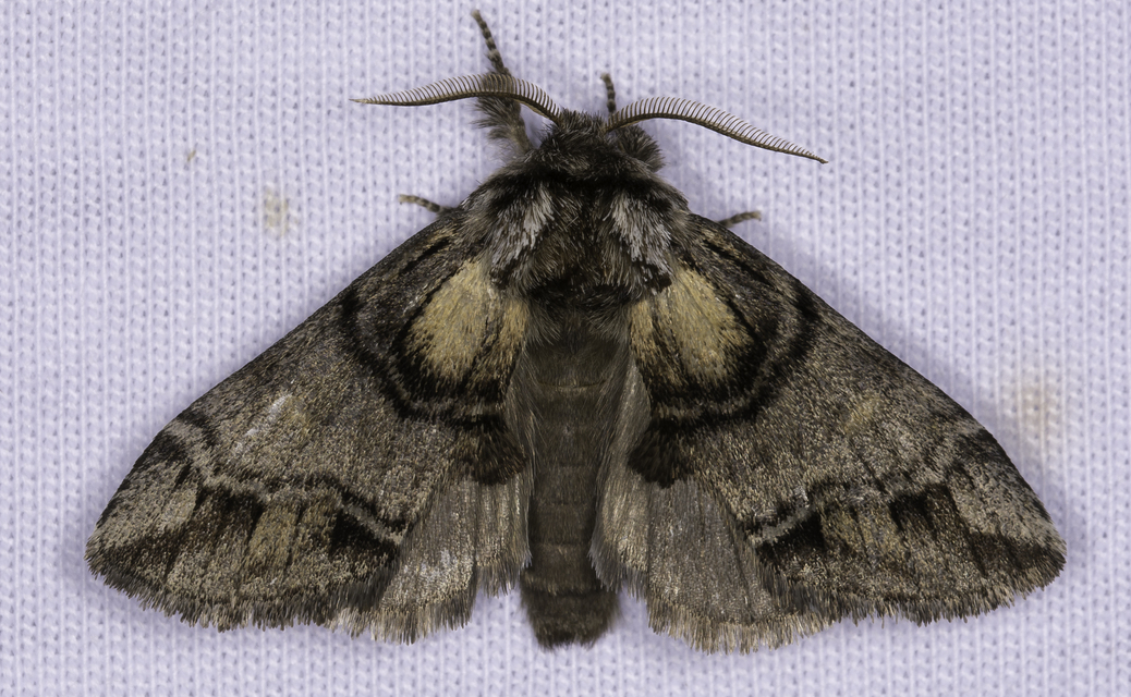 Drymonia velitaris - hegyi púposszövő