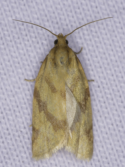 Clepsis pallidana - aranysárga sodrómoly