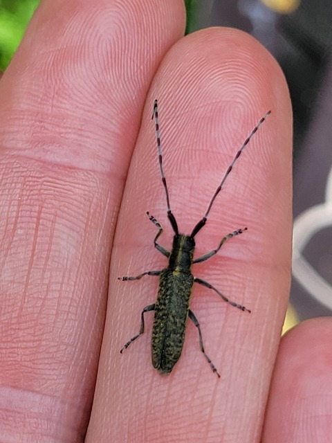 Agapanthia villosoviridescens - fehérgyűrűs bogáncscincér
