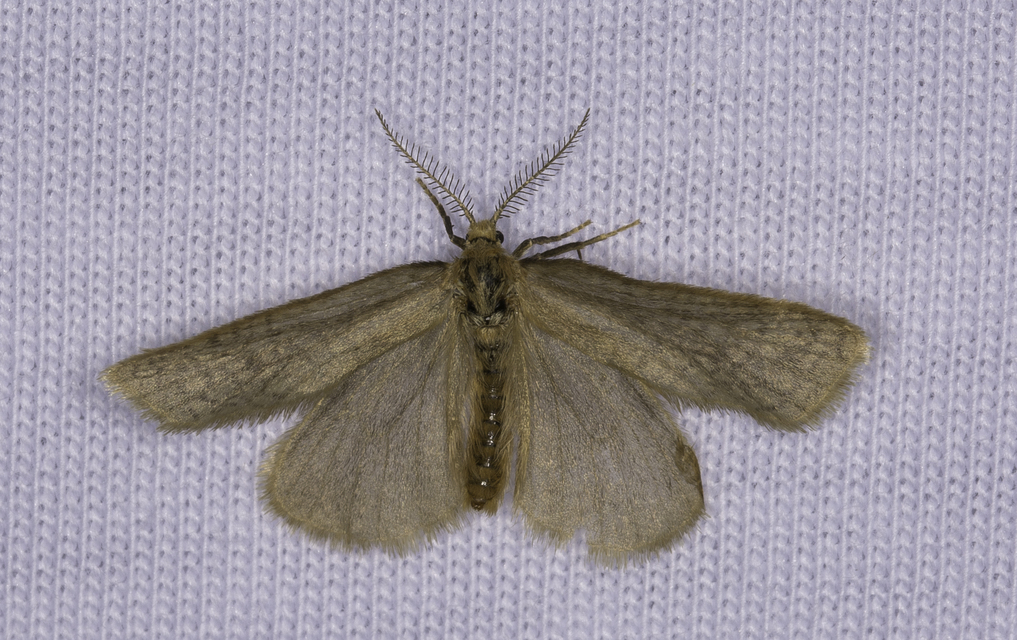 Bijugis bombycella - alkonyati zsákhordólepke