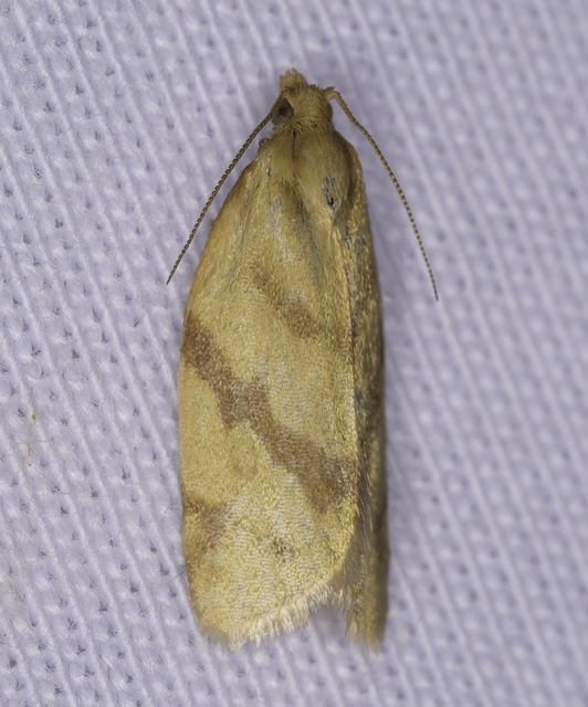 Clepsis pallidana - aranysárga sodrómoly
