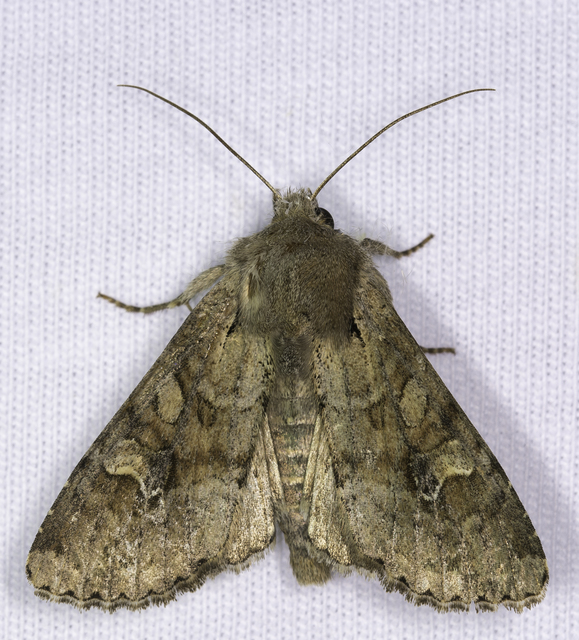 Apamea sordens - kalászrágó dudvabagoly Apamea sordens - kalászrágó dudvabagoly