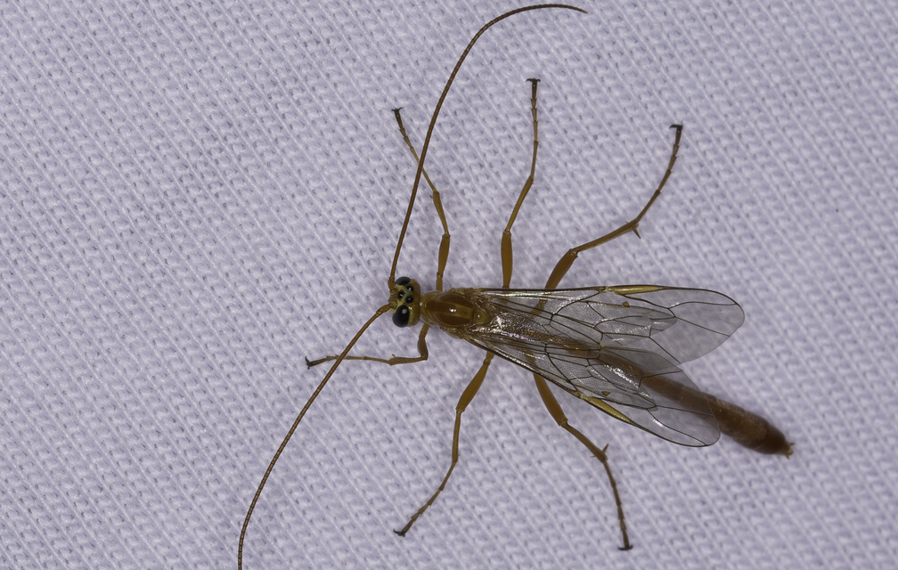 Ophioninae