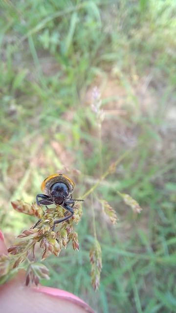Lachnaia sexpunctata - szőrösnyakú zsákhordóbogár