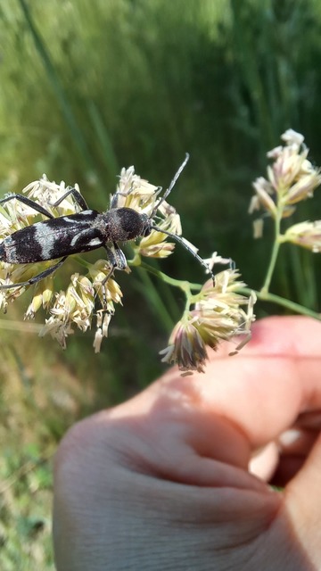 Chlorophorus figuratus - rajzos darázscincér